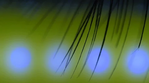 End of a Bird Feather - Macro video Stock Footage 125531152