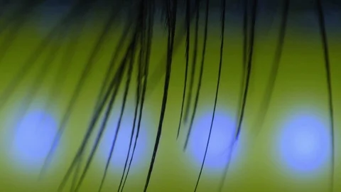 End of Bird Feather - Macro video Stock Footage 125544250