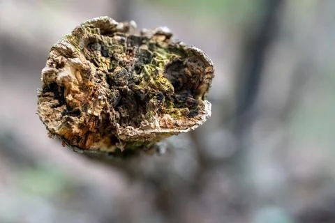 The End of the Branch Foto stock