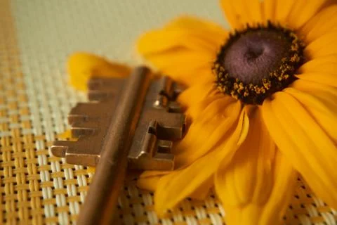 End of a brass security key and yellow sunflower Stock Photos