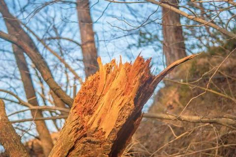 End of broken old tree trunk closeup. Stock Photos