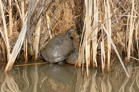 End of brumation of two wild red eared slider turtles Stock Photos