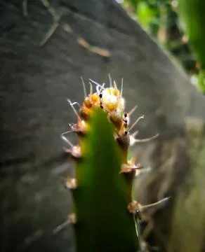 The end of the cactus stem Stock Photos