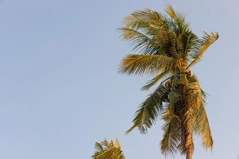 The end of the coconut tree is very high. Stock Photos