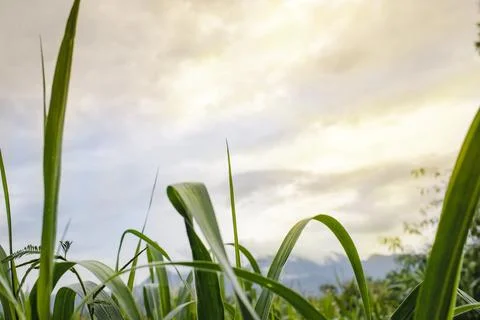 The end of the corn, with rainbow overcast. Stock Photos