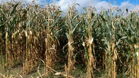 End of corn rows Video stock 97188544