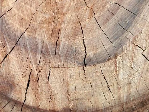 End cut of a tree. Texture of the end of the log. log cut Stock Photos
