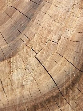 End cut of a tree. Texture of the end of the log. log cut Foto stock