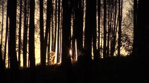 The end of day and the sunset on forest Stock Footage 50020047
