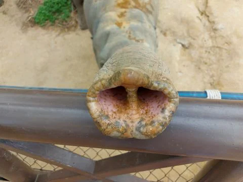 The end of an elephant's trunk Stock Photos
