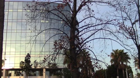 End of fall tree in front of a glass building Stock Footage 70025396