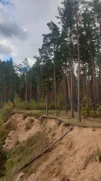 End of forest Stock Photos