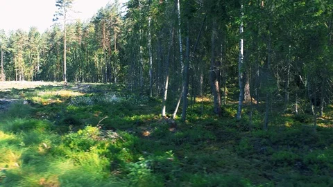 End of the Forest - Smooth Aerial View Stock Footage 91494676