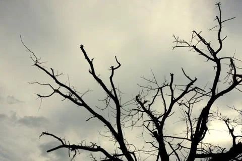 The end life tree with the cloud Stock Photos