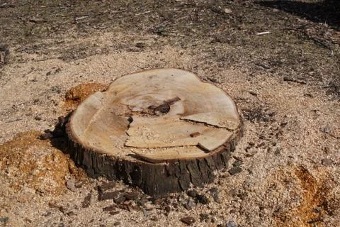 The end of life for this tree in a park Stockfoto's