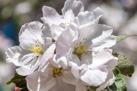 At the end of may, Apple trees bloomed in the city courtyards of Kronstadt wi Photos