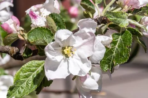 At the end of may, Apple trees bloomed in the city courtyards of Kronstadt wi Stock Photos