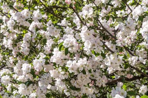 At the end of may, Apple trees bloomed in the city courtyards of Kronstadt wi Stock Photos