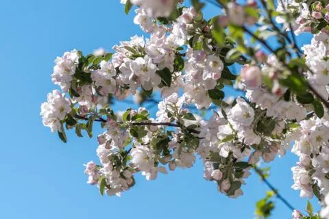 At the end of may, Apple trees bloomed in the city courtyards of Kronstadt wi Stock Photos
