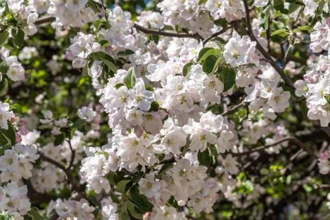 At the end of may, Apple trees bloomed in the city courtyards of Kronstadt wi Stock Photos