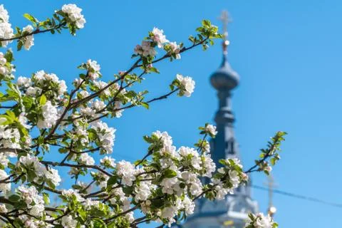 At the end of may, Apple trees bloomed in the city courtyards of Kronstadt wi Stock Photos