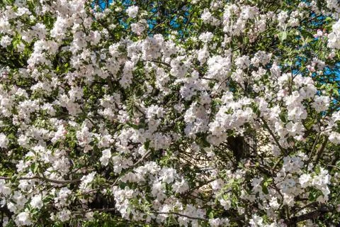 At the end of may, Apple trees bloomed in the city courtyards of Kronstadt wi Stock Photos