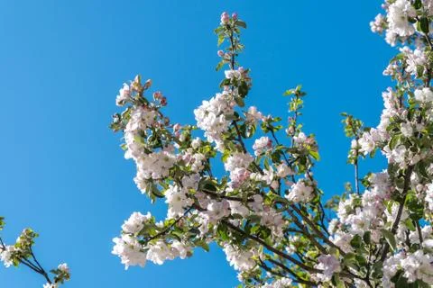 At the end of may, Apple trees bloomed in the city courtyards of Kronstadt wi Stock Photos