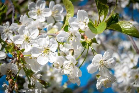 At the end of may, cherry trees bloomed in the city courtyards of Kronstadt in Stock Photos