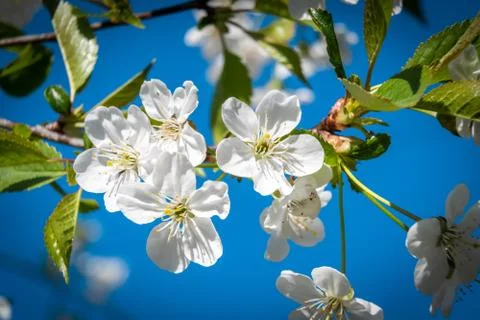 At the end of may, cherry trees bloomed in the city courtyards of Kronstadt in Stock Photos