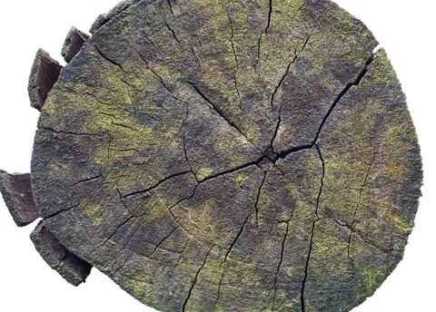 End of an old log surface with cracks on white Stock Photos