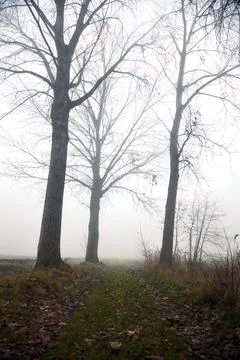 End of a path between poplars on a foggy day in winter Stock Photos