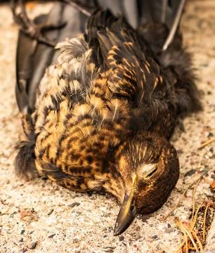 The end Stock Photos