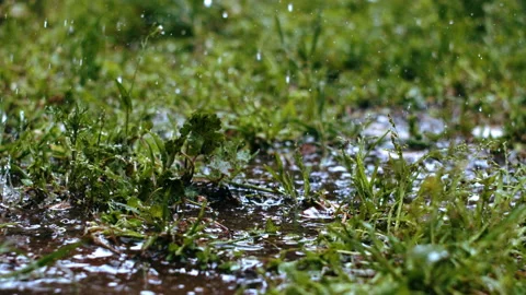  End of rain on grass Stock Footage 161467182