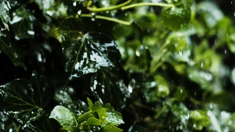 End of rain on ivy Stock Footage 161467216