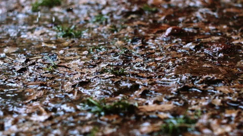 End of rain on leaves Stock Footage 161467203