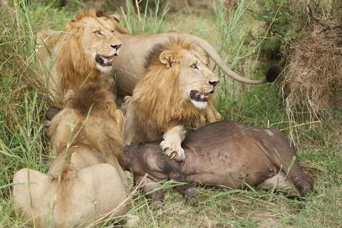 The end result. Stock Photos