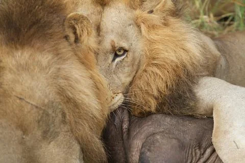 The end result. Stock Photos