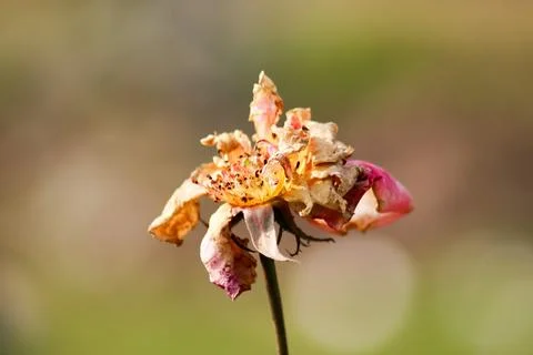 The End of a Rose in Garden Stock Photos