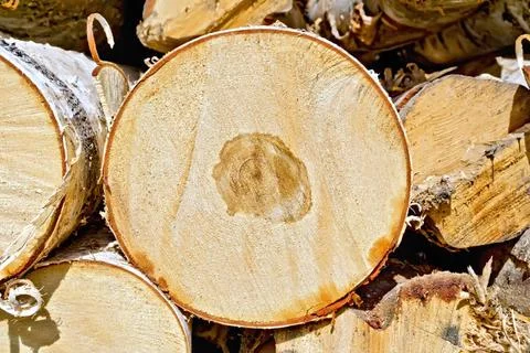 End of round birch logs The stack of finished round birch logs from the en... Stockfoto's