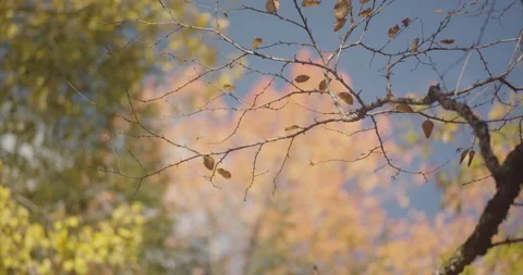 End of Season Stock Footage 142166954