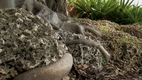 The end of a snake tail slithers behind a rock at the base of a tree in Stock Footage 123902803