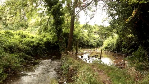 The end of a Stream at the Edge of a Woods Video stock 94814340