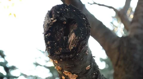 End Stump of a Tree Branch HD Stock Footage 8977033