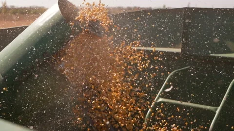 End of the summer, corn harvesting started. Stock Footage 154471789