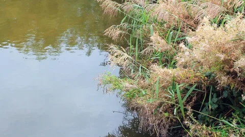 End of Summer on the Riverbank Stock Footage 95991593