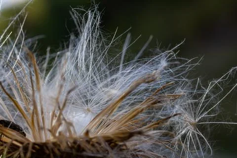 At the end of summer Thistle plants prepare their seeds for dispersal. Indivi Stock Photos
