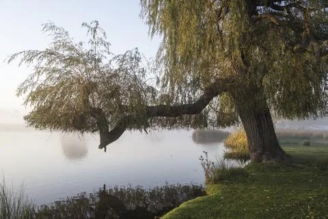 End of summer for Willow tree Foto stock