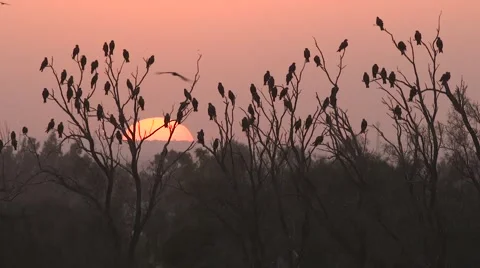 End of sunset and Milvus eagles Stock Footage 68742147