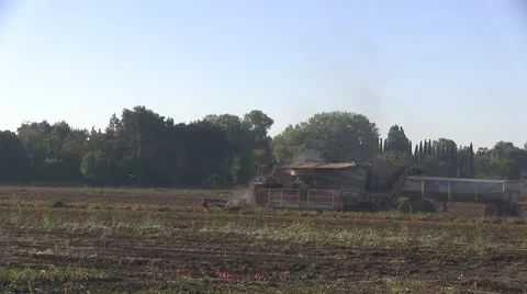 End of the tomato harvest Video stock 54099669