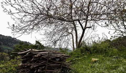 End of tree 写真素材